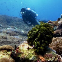 Drift Diving Di Nusa Penida - Bali