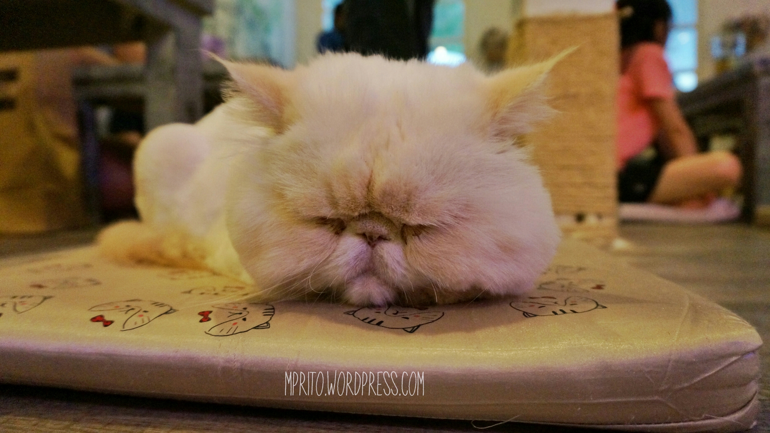 Serunya Nongkrong Sambil Main Sama Kucing Di Caturday Cat Cafe